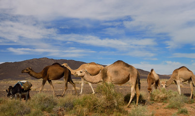 Berber Dromedary camels and donkey grazing on sage brush in Tafilalt basin Morocco