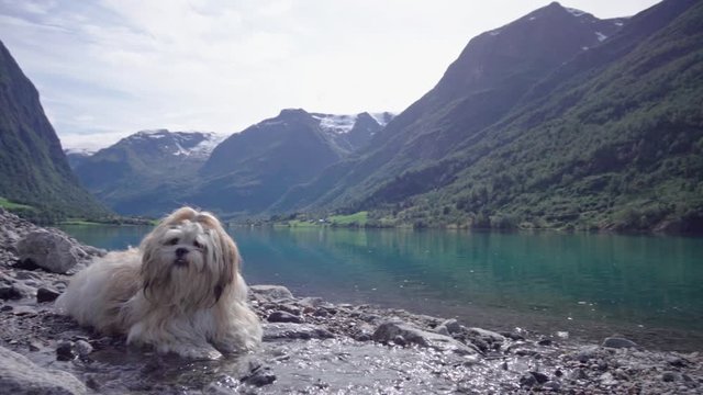 Cute dog taking a break in a puddle - Scenic view of a lake surrounded with pretty mountains, Lhasa apso in Olden  Norway