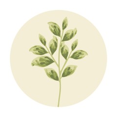 green leaf clip art for wedding invitation, women's day, greeting card, floral tags, flower shop product labels, flower logo, floral icon, or women's day poster element