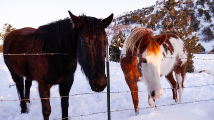 brown and black horse