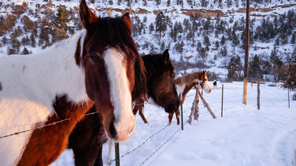 brown and white horse