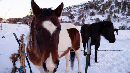 brown and white horse