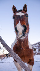 brown and white horse