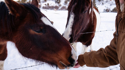 horse in winter