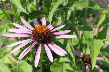 Echinacea flowers among a green grass in a garden