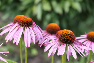 Echinacea flowers among a green grass in a garden