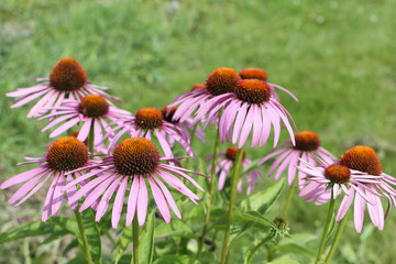 Echinacea flowers among a green grass in a garden