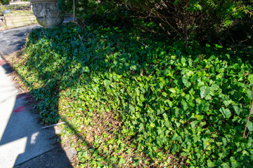 Bright Green Ivy Growing Next to Concrete Pavement