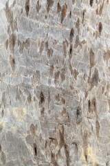 Old, rough textured, knotted, weathered, rotten, cracked, plank - knot detail.