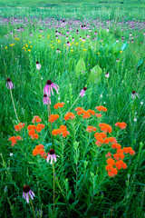 A bouquet of prairie wildflowers including butterfly weed, purple coneflower and prairie dock. 