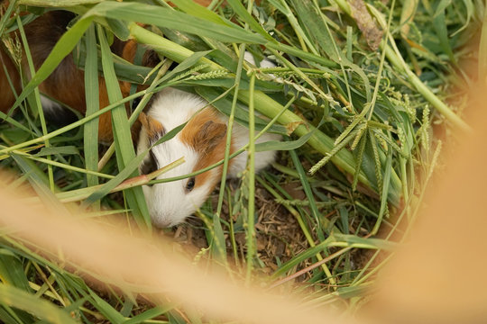 Shy cute guinea pigs "Cavia porcellus" hiding under green grass