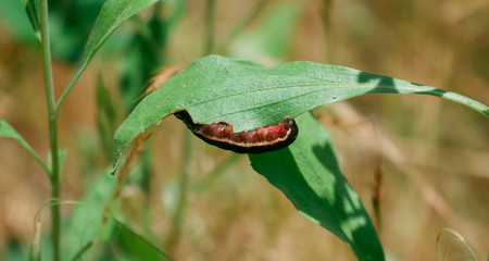 insect on leaf