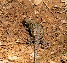 lizard on path