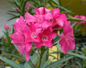 Pink sweet oleander (Nerium oleander) blooms beautifully blooming on a tree shaped like a green...