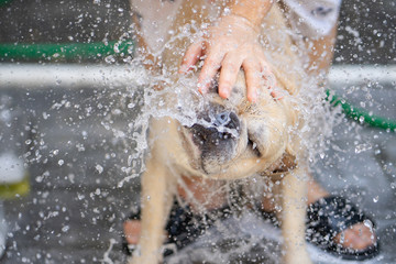 Cute french bulldog shaking head while taking a bath.