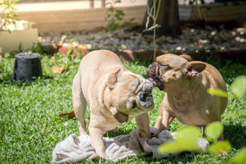Cute french bulldog shaking head while playing outdoor.