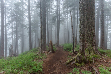 Foggy Morning