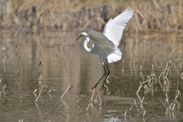 水辺の鳥、左向きで羽ばたく白い美しい鷺