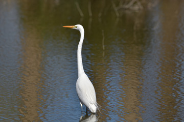 水辺の鳥、首を長く伸ばして左を見つめる美しい白い鷺