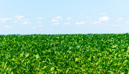 Soybean crop under grain filling stage and blue sky in the background