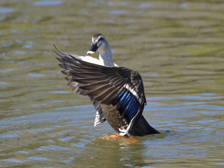 カモのホバリング中に見えた美しい羽