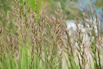 Dry reeds on the lake, cane seeds. Golden Reed grass in the sun. Abstract natural background. Beautiful pattern with neutral colors. Minimalistic, stylish concept.