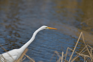 水辺の白い鳥、鷺の横顔アップ