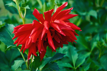Beautiful red Dahlia flower in the garden close-up. Flower Dahlia macro photography.