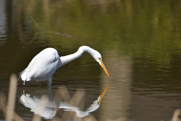 魚を探している水辺の白い鳥