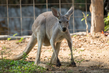 kangaroo in zoo