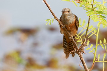bird on a branch