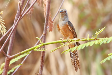 bird on a branch