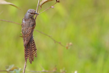 bird on a branch