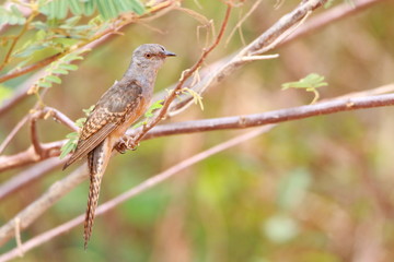 bird on a branch