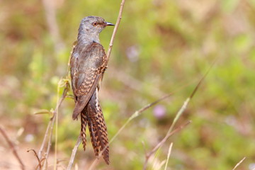 bird on a branch