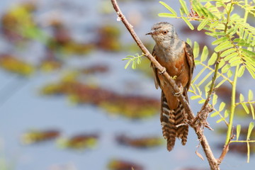 bird on a branch