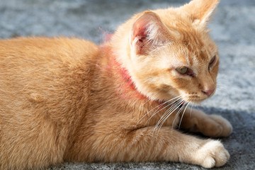 Sleepy ginger cat lying on floor. Adorable ginger cat wearing red collar with bell - image