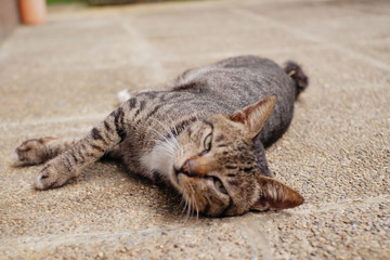 Cat lying down on the ground