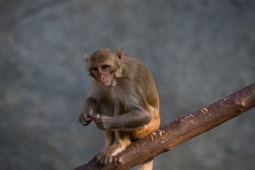 monkey in zoo