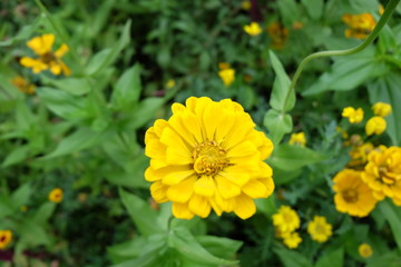 The yellow chrysanthemum, which is a symbol of autumn in the park