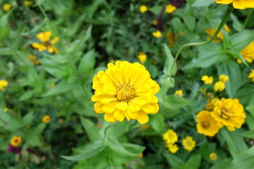 The yellow chrysanthemum, which is a symbol of autumn in the park