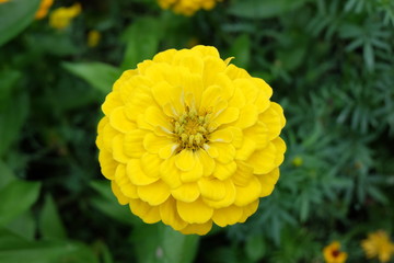 The yellow chrysanthemum, which is a symbol of autumn in the park