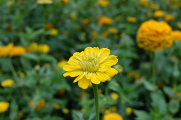 The yellow chrysanthemum, which is a symbol of autumn in the park