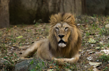 Naklejka na ściany i meble portrait of a lion in zoo