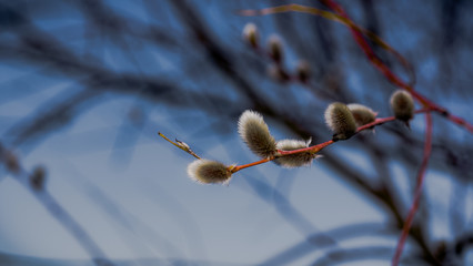  Pussy willow branch with blossoming hairy flowers on the eve of Easter