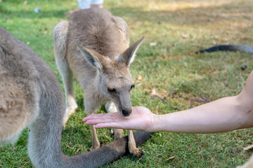 손에있는 먹이를 먹고있는 캥거루