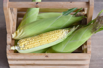Fresh corn on rustic wooden table. vegetable sweet raw ear corn. Texture background of fresh yellow corns. vegetable product big sweet maize corns. harvest Corn Growing Organic Farming. Selected focus