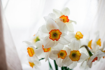 Fototapeta na wymiar Beautiful bouquet of daffodils