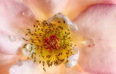 Rosa