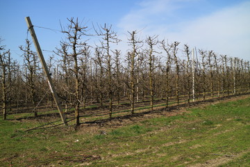 Fototapeta na wymiar Apple garden in the spring.